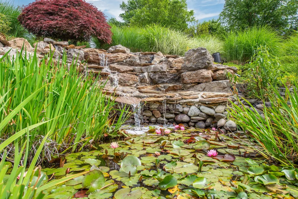 Landscaped water garden — stone waterfall, water lilies, and a red Japanese maple